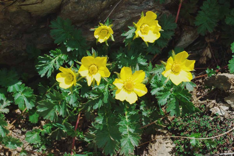 Creeping Avens (Geum reptans): Growing & Care Guide