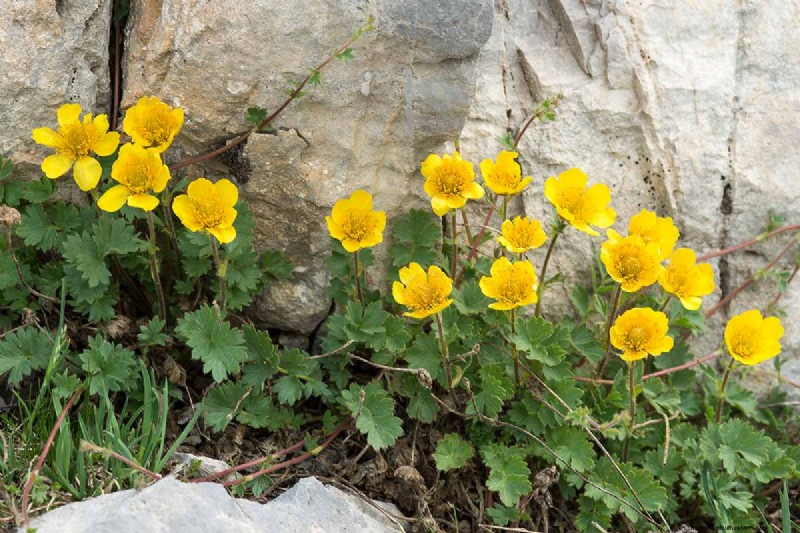 Creeping Avens (Geum reptans): Growing & Care Guide