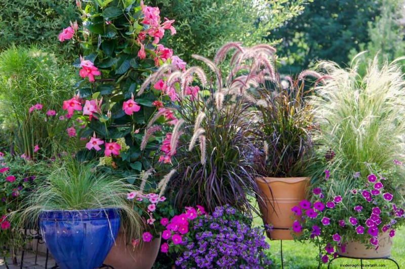Growing Ornamental Grasses in Containers: A Complete Guide