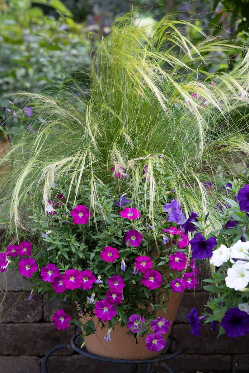 Growing Ornamental Grasses in Containers: A Complete Guide