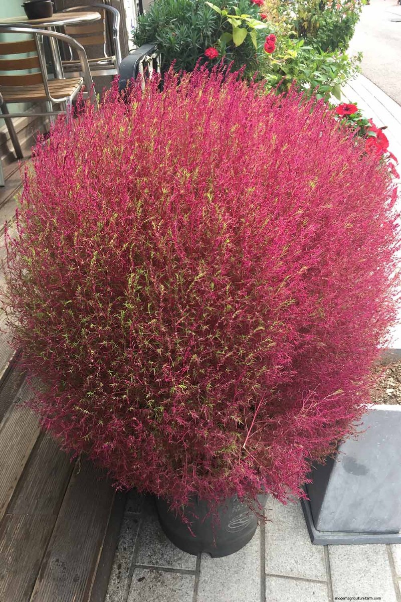 Growing Ornamental Grasses in Containers: A Complete Guide