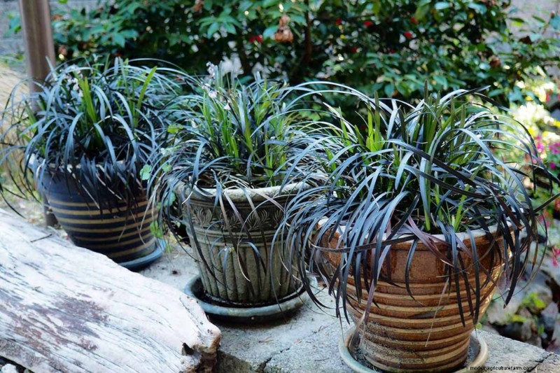 Growing Ornamental Grasses in Containers: A Complete Guide