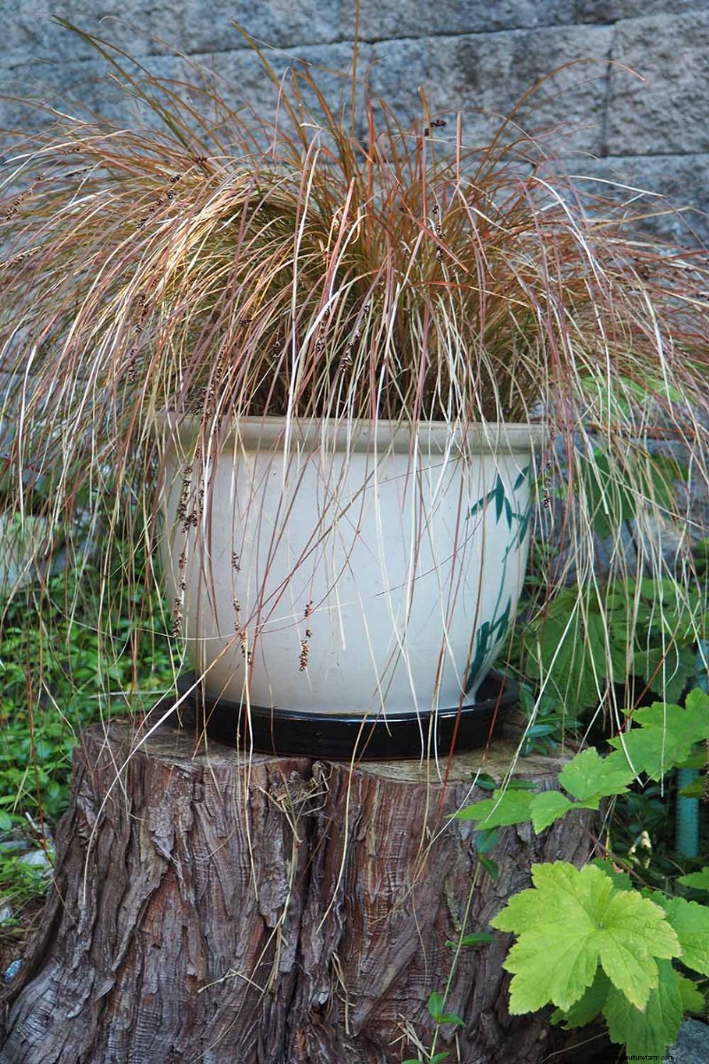 Growing Ornamental Grasses in Containers: A Complete Guide