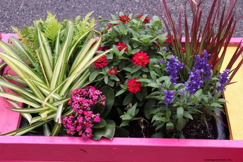 Growing Ornamental Grasses in Containers: A Complete Guide