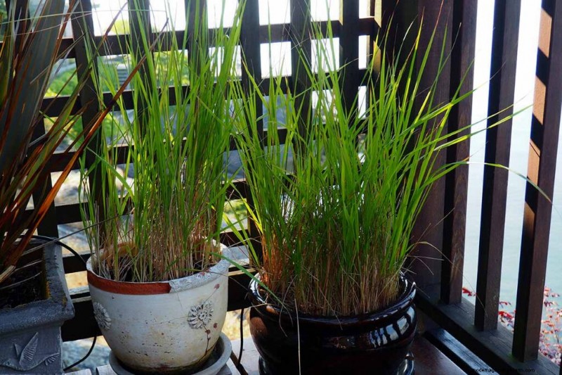Growing Ornamental Grasses in Containers: A Complete Guide
