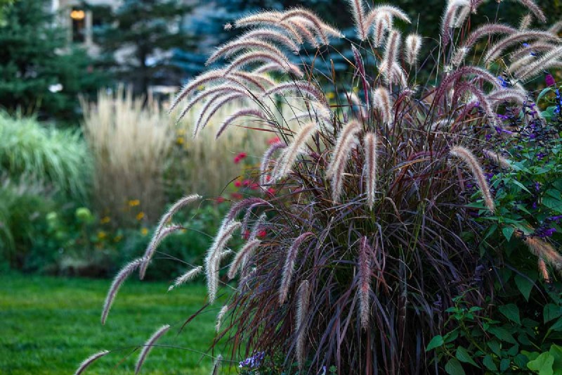 Growing Ornamental Grasses in Containers: A Complete Guide