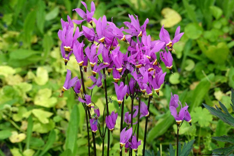 Growing Shooting Star Wildflowers: Care & Cultivation Guide