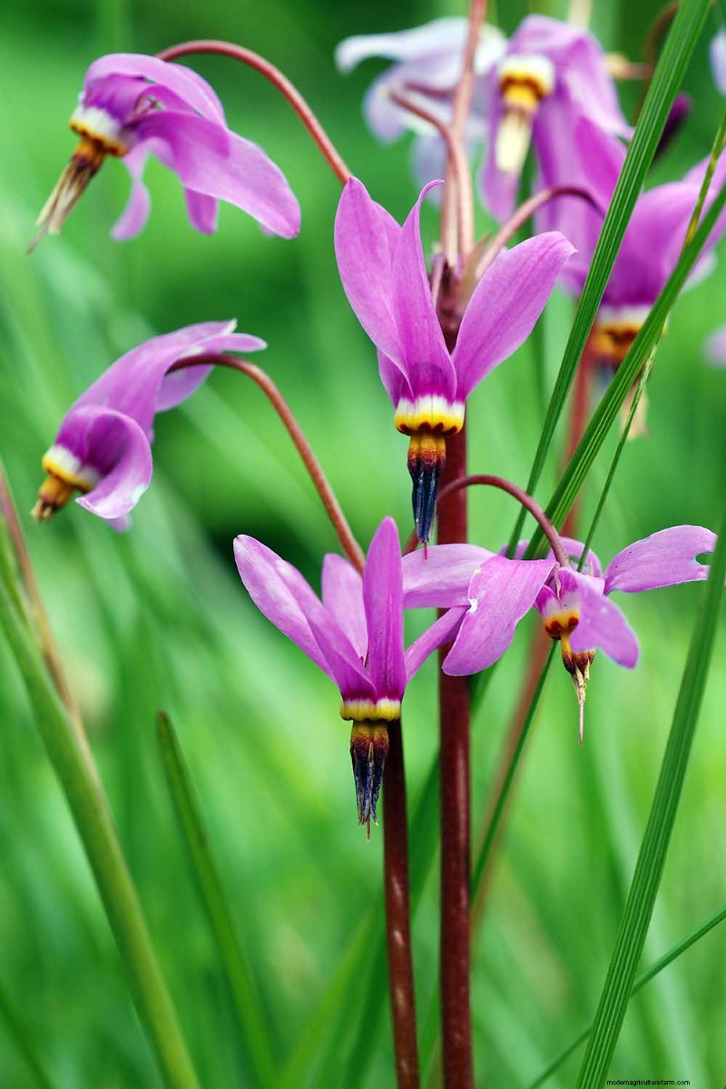 Growing Shooting Star Wildflowers: Care & Cultivation Guide