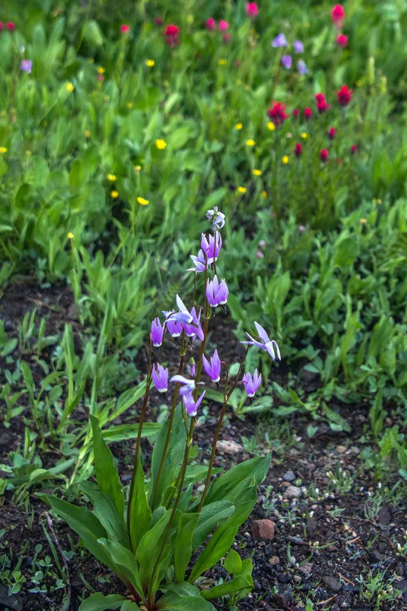 Growing Shooting Star Wildflowers: Care & Cultivation Guide