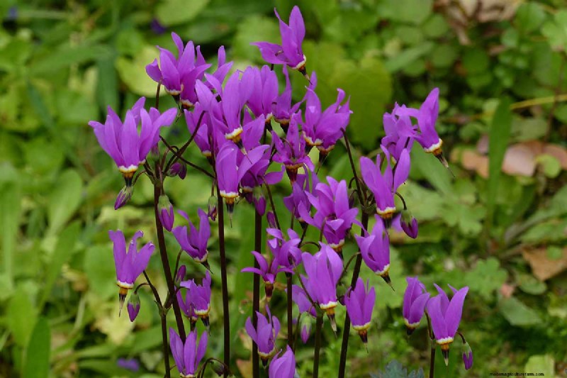 Growing Shooting Star Wildflowers: Care & Cultivation Guide