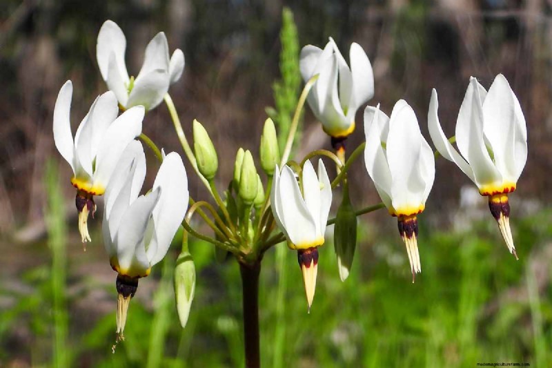 Growing Shooting Star Wildflowers: Care & Cultivation Guide
