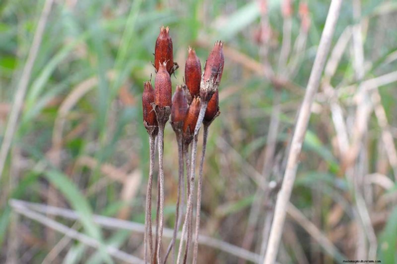 Growing Shooting Star Wildflowers: Care & Cultivation Guide