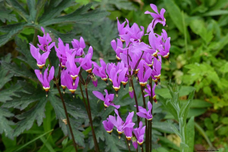 Growing Shooting Star Wildflowers: Care & Cultivation Guide