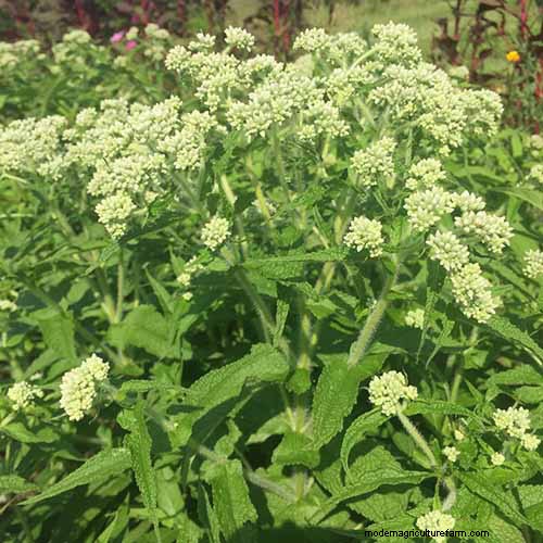 Best Shade-Tolerant Herbs for a Thriving Garden