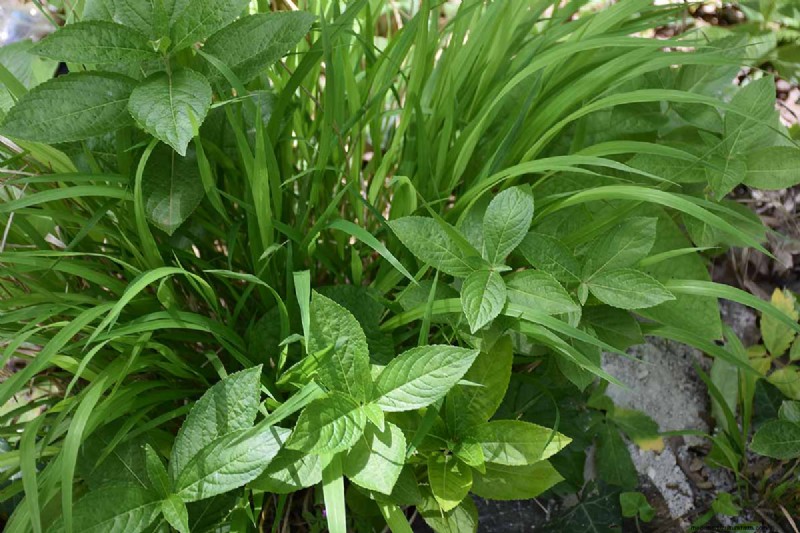 Best Shade-Tolerant Herbs for a Thriving Garden