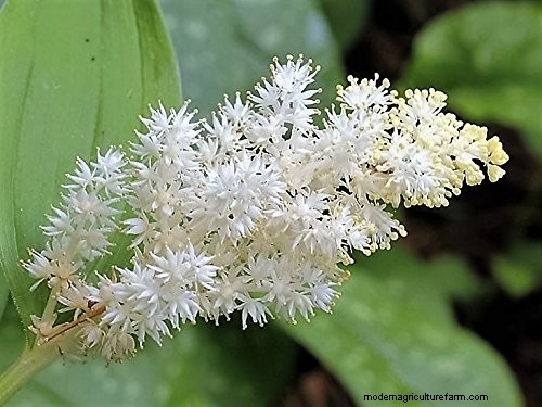 Best Shade-Tolerant Herbs for a Thriving Garden