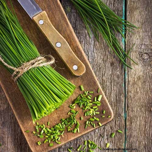 Best Shade-Tolerant Herbs for a Thriving Garden