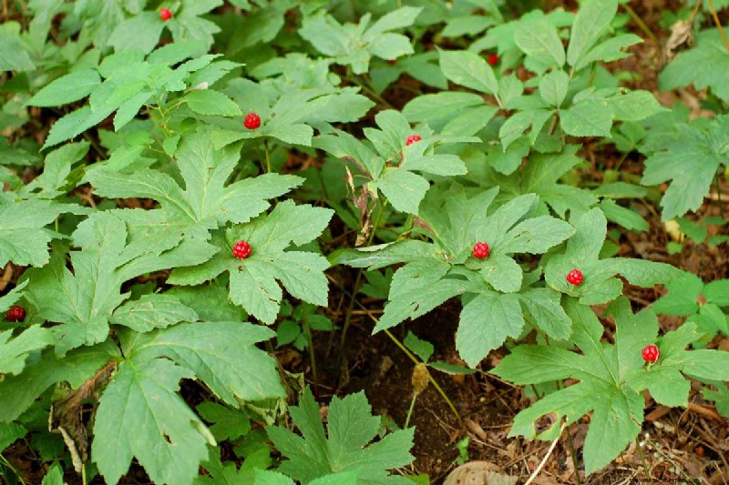 Best Shade-Tolerant Herbs for a Thriving Garden