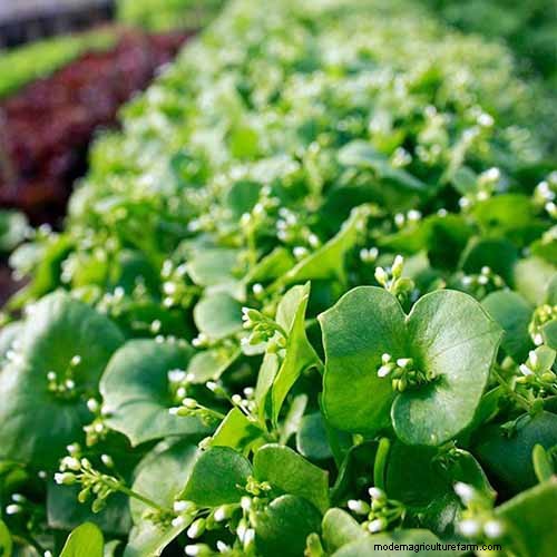 Best Shade-Tolerant Herbs for a Thriving Garden