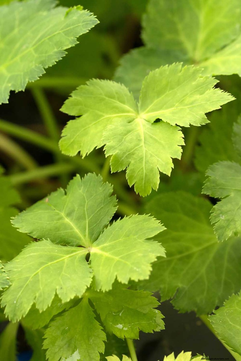 Best Shade-Tolerant Herbs for a Thriving Garden