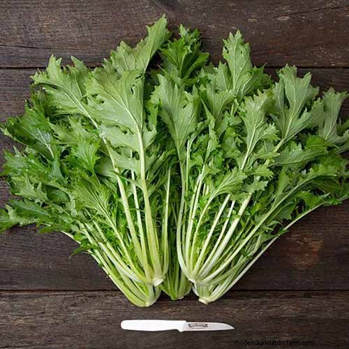 Best Shade-Tolerant Herbs for a Thriving Garden