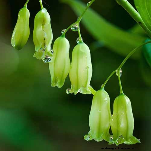 Best Shade-Tolerant Herbs for a Thriving Garden