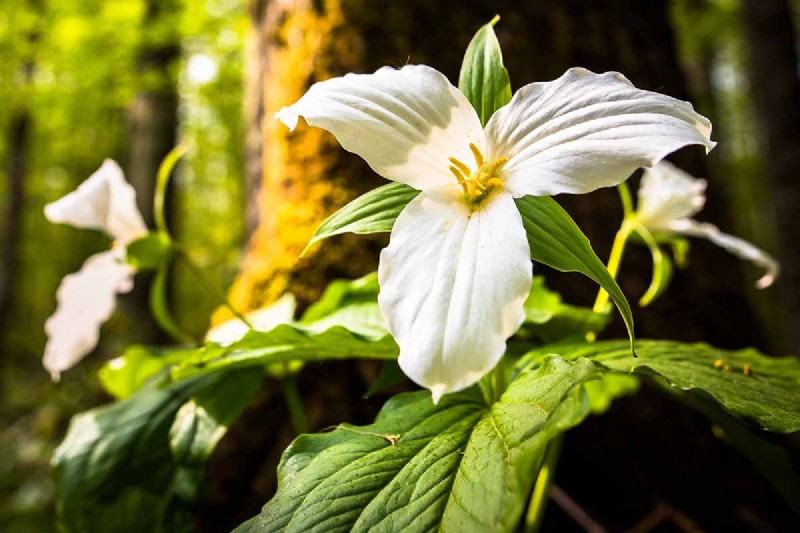 Best Shade-Tolerant Herbs for a Thriving Garden