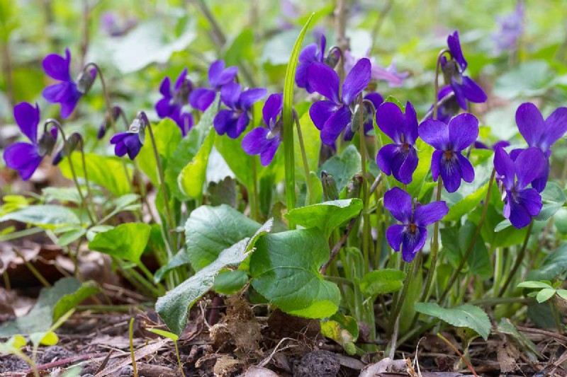 Best Shade-Tolerant Herbs for a Thriving Garden