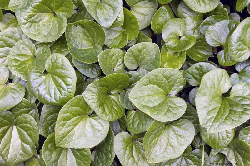 Best Shade-Tolerant Herbs for a Thriving Garden