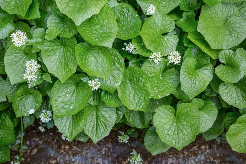 Best Shade-Tolerant Herbs for a Thriving Garden