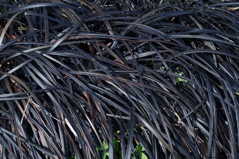 Black Mondo Grass: Cultivation & Landscape Uses | Ophiopogon planiscapus