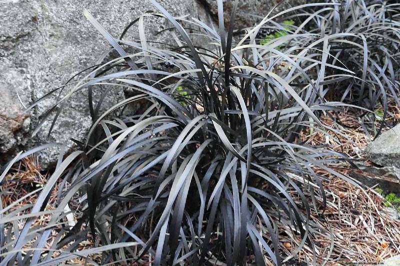 Black Mondo Grass: Cultivation & Landscape Uses | Ophiopogon planiscapus