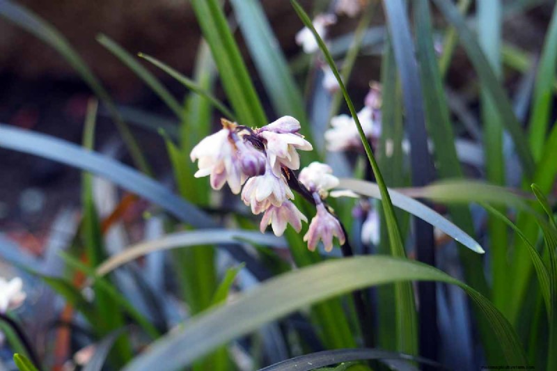 Black Mondo Grass: Cultivation & Landscape Uses | Ophiopogon planiscapus