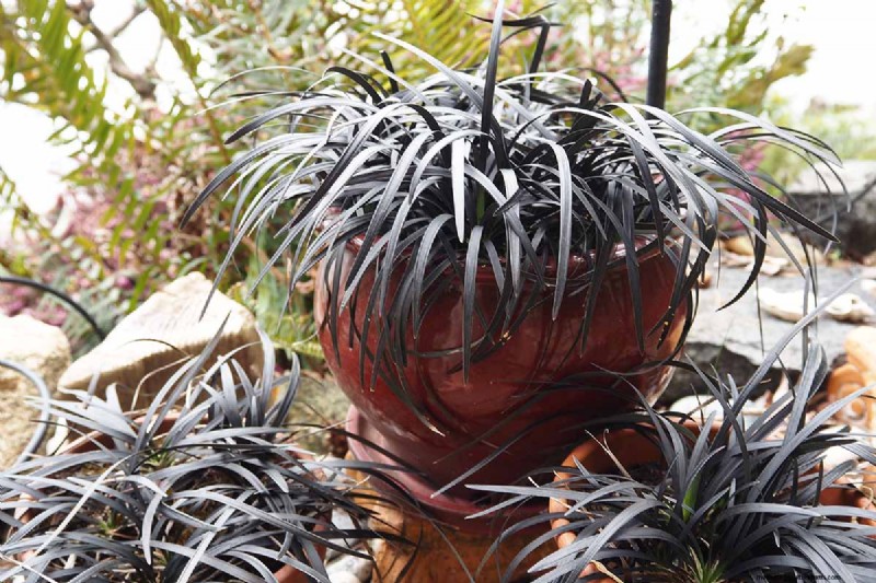 Black Mondo Grass: Cultivation & Landscape Uses | Ophiopogon planiscapus