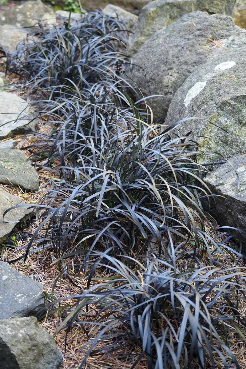 Black Mondo Grass: Cultivation & Landscape Uses | Ophiopogon planiscapus