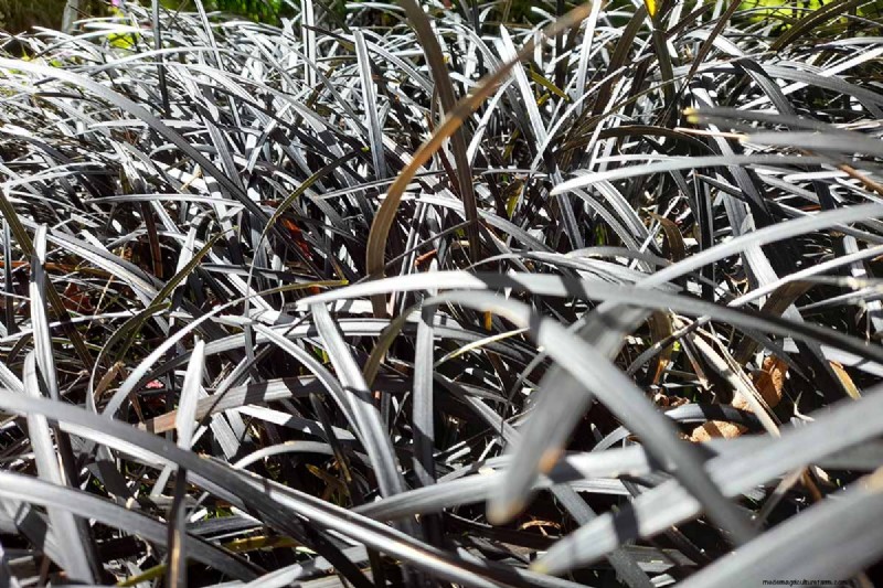 Black Mondo Grass: Cultivation & Landscape Uses | Ophiopogon planiscapus