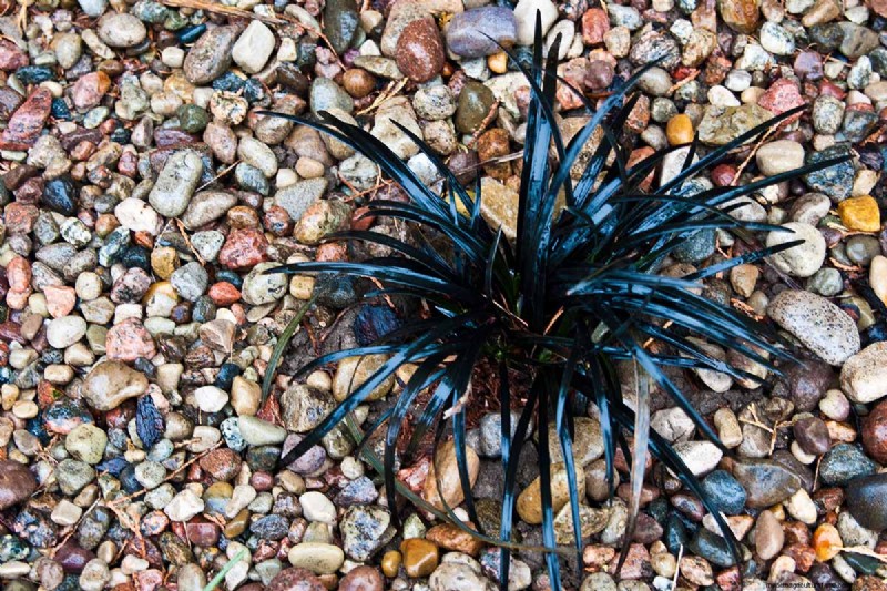 Black Mondo Grass: Cultivation & Landscape Uses | Ophiopogon planiscapus