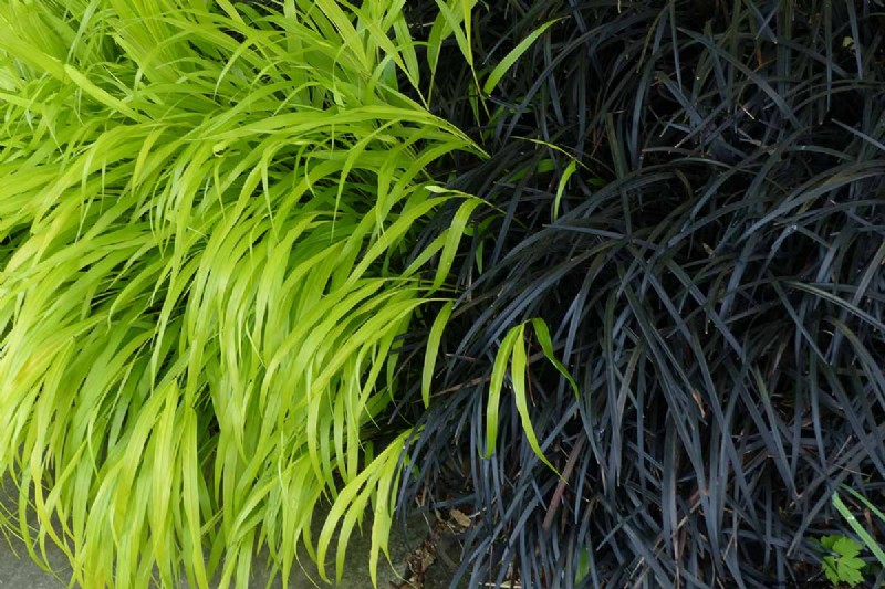 Black Mondo Grass: Cultivation & Landscape Uses | Ophiopogon planiscapus