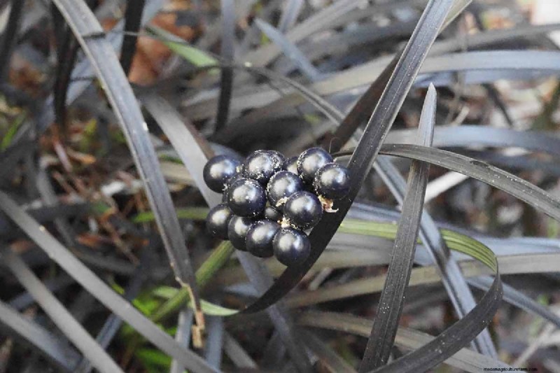 Black Mondo Grass: Cultivation & Landscape Uses | Ophiopogon planiscapus