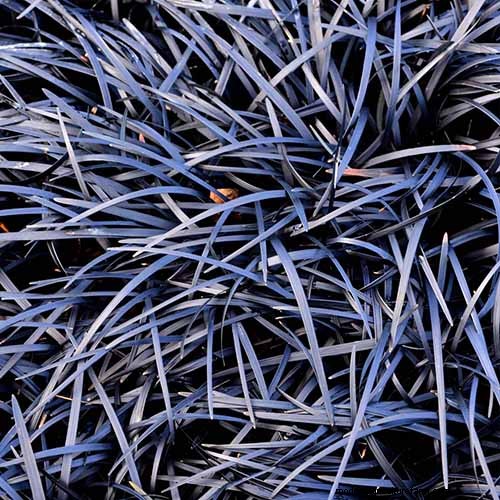 Black Mondo Grass: Cultivation & Landscape Uses | Ophiopogon planiscapus