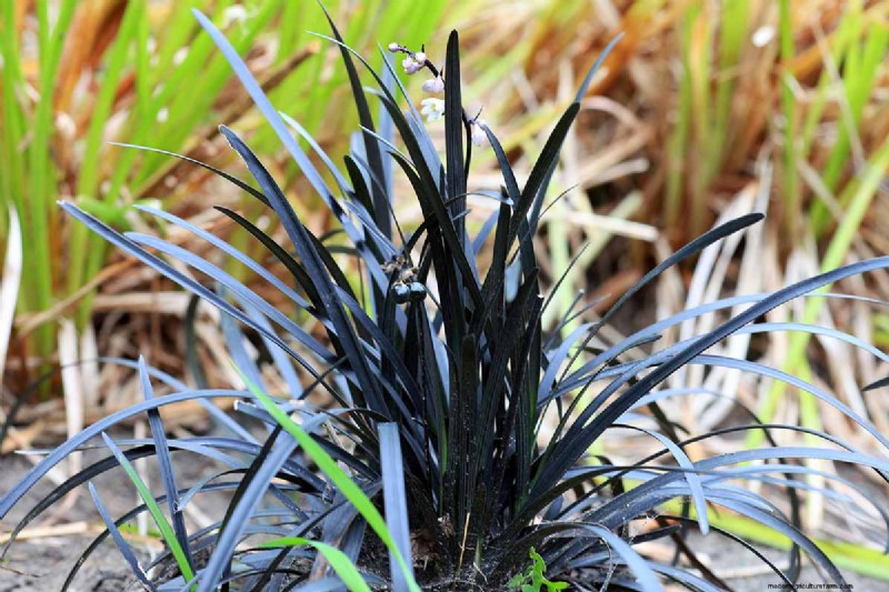 Black Mondo Grass: Cultivation & Landscape Uses | Ophiopogon planiscapus