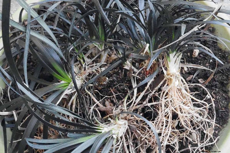 Black Mondo Grass: Cultivation & Landscape Uses | Ophiopogon planiscapus