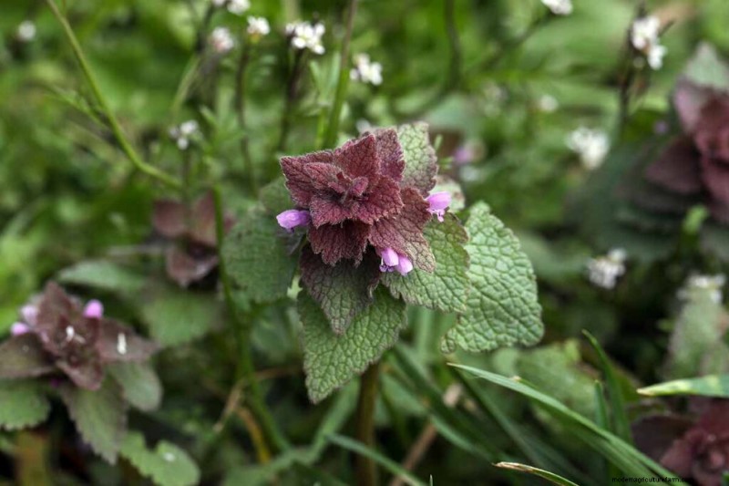 Edible & Medicinal Weeds: 39 Common Plants for Health & Wellness