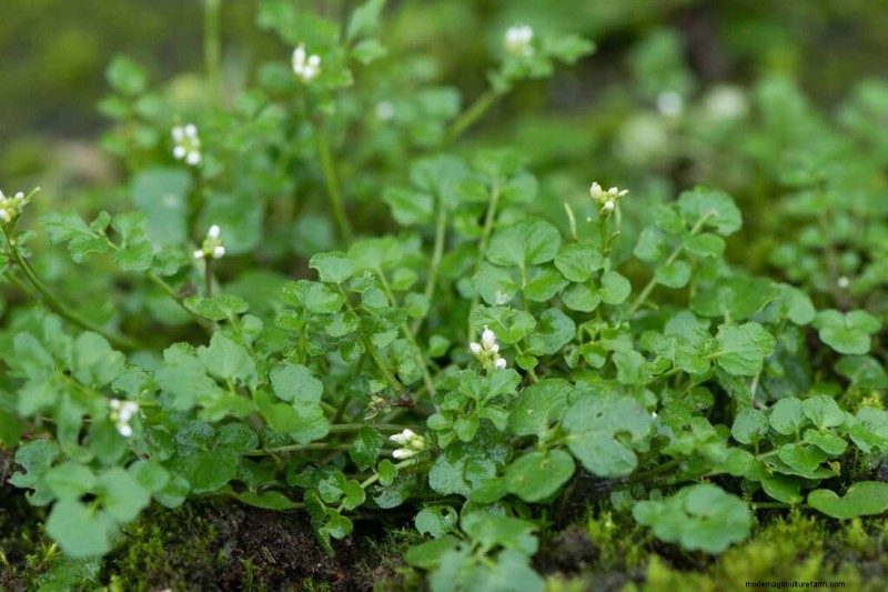 Edible & Medicinal Weeds: 39 Common Plants for Health & Wellness