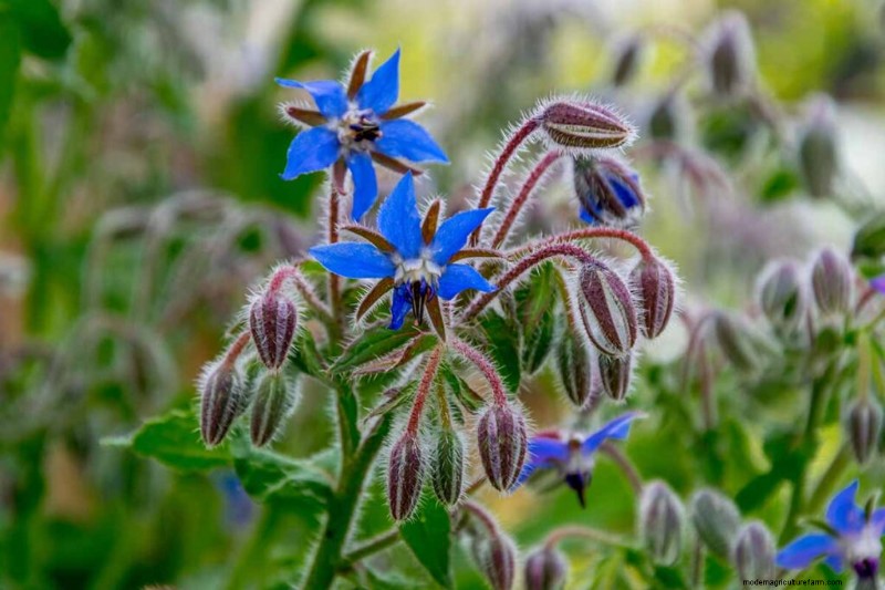 Edible & Medicinal Weeds: 39 Common Plants for Health & Wellness