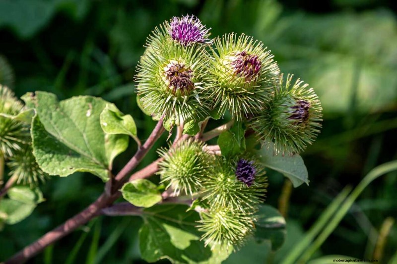 Edible & Medicinal Weeds: 39 Common Plants for Health & Wellness