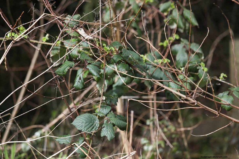 Edible & Medicinal Weeds: 39 Common Plants for Health & Wellness
