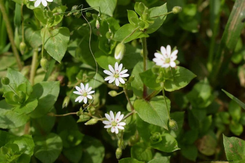 Edible & Medicinal Weeds: 39 Common Plants for Health & Wellness