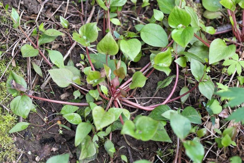 Edible & Medicinal Weeds: 39 Common Plants for Health & Wellness