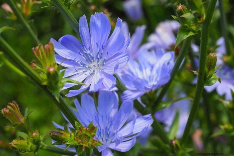 Edible & Medicinal Weeds: 39 Common Plants for Health & Wellness